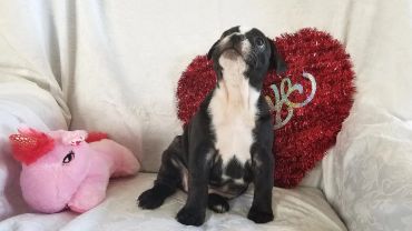 A black and white puppy sitting on a white couch.