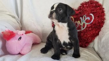 A black and white puppy sitting beside a red heart decoration and a pink plush unicorn.