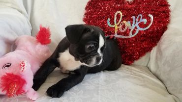 Small black and white puppy on a couch next to a plush pig and heart decoration.