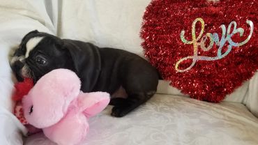 Puppy with pink stuffed toy and red heart pillow.