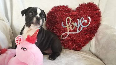 This is a female french bulldog puppy.
Black and white brindle. Socialized.