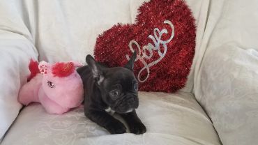 Black French Bulldog puppy on a white couch with a red heart pillow.
