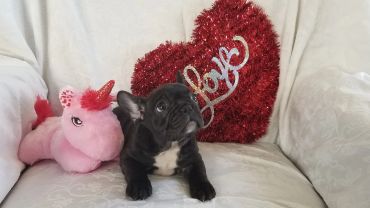 Black French Bulldog puppy with pink unicorn and 'Love' heart pillow.