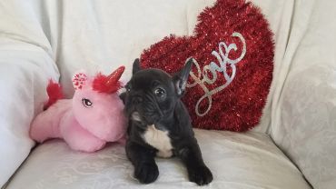 Cute black puppy with a pink unicorn and a heart-shaped love pillow.