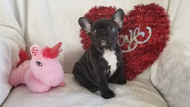 This is a female french bulldog puppy.
Black and white brindle frenchie.