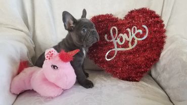 A French Bulldog puppy with a pink unicorn toy and a red heart-shaped pillow saying 'Love'.