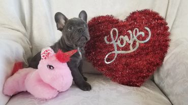A French bulldog puppy with a red heart decoration and a pink unicorn plush toy.
