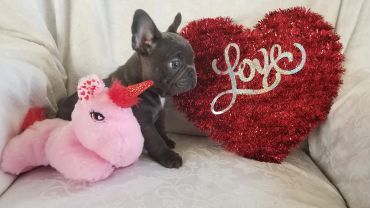 A small black French Bulldog puppy with a pink unicorn plush and a red heart-shaped pillow with 'love' on it.