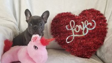 Cute French Bulldog puppy with a pink unicorn toy and a red heart decoration.