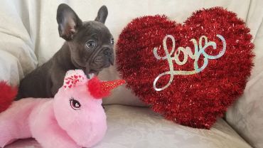A French Bulldog puppy with a pink unicorn toy and a red heart decoration with 'Love' written on it.