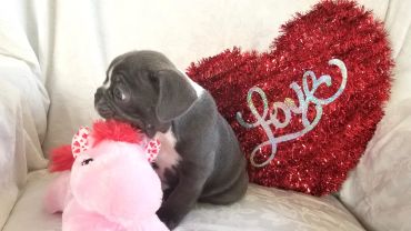 A gray puppy sitting next to a pink stuffed animal and a red heart-shaped decoration with 'Love' written on it.