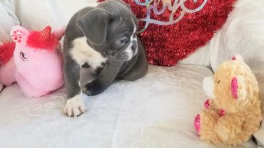 A small gray puppy sitting on a bed surrounded by stuffed toys.