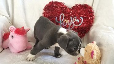 A puppy smelling a teddy bear with a love heart decoration.