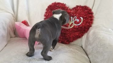 A puppy facing a red heart-shaped decoration on a couch.