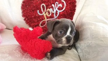 This is a male french bulldog puppy.
Beautiful blue and white frenchie pup.
incredible blue eyes. ve