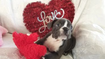 A puppy with a red heart-shaped pillow and a glittery heart backdrop.