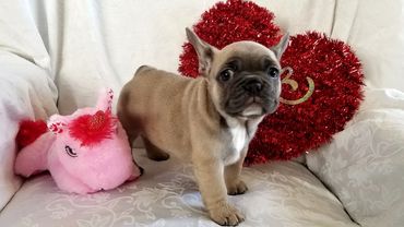 This is a female french bulldog puppy.
Rare lilac with hazel blue eyes.