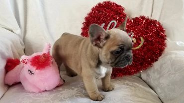 Cute French Bulldog puppy with Valentine's Day decorations.