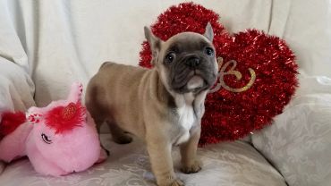 Cute French Bulldog puppy with a pink unicorn plush and red tinsel heart.