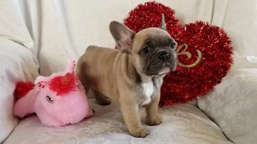 A cute French Bulldog puppy with a pink unicorn toy and a red heart decoration.