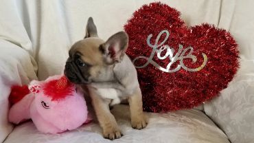 A bulldog puppy with a pink unicorn and a red heart decoration.