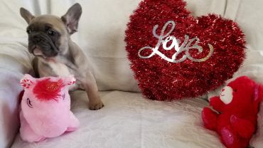 Puppy with Valentine's Day toys and a red tinsel heart.