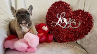 A cute French Bulldog puppy with plush toys and a red heart decoration.