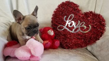 A French Bulldog puppy with plush toys beside a red heart decoration saying 'Love'.