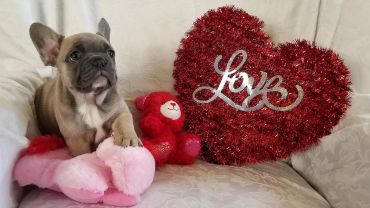 A French Bulldog puppy with stuffed toys and a heart-shaped decoration that says 'Love'.