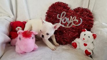 A white puppy surrounded by Valentine's Day stuffed toys and a heart-shaped decoration.