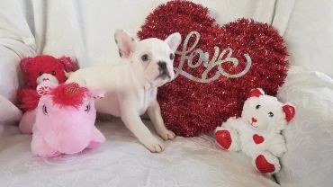 A white French bulldog puppy with Valentine-themed plush toys and a heart decoration.