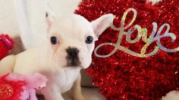 A white French Bulldog puppy next to a red glittery heart with the word "Love".