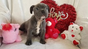This is a male french bulldog puppy.
rare Blue with blue eyes.