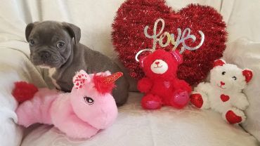 A cute puppy with stuffed toys and a heart-shaped decoration.