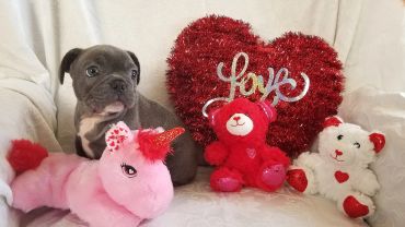 A puppy with plush toys and a heart-shaped decoration saying 'Love'.