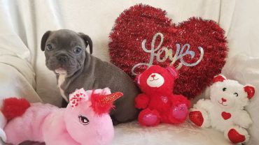 Cute puppy surrounded by Valentine-themed plush toys.