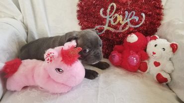 A puppy surrounded by Valentine's Day stuffed animals and decorations.