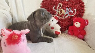 Gray puppy with valentines-themed teddy bears and heart.