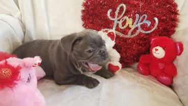 A playful puppy surrounded by stuffed teddy bears and a heart-shaped decoration.