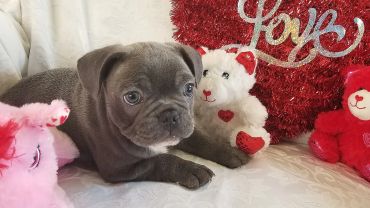 Adorable puppy lying among Valentine's Day stuffed animals and decorations.