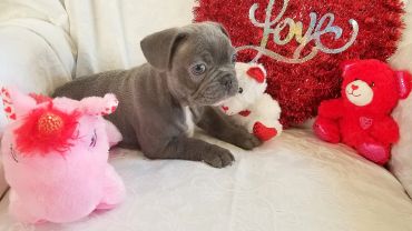A small gray puppy surrounded by three colorful stuffed teddy bears on a white couch.