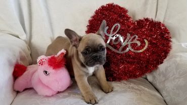 A French Bulldog puppy with a pink unicorn toy and a red heart decoration that says 'Love'.