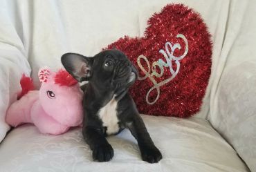 A black French Bulldog puppy sitting on a couch with a pink unicorn plush and a red heart decoration.