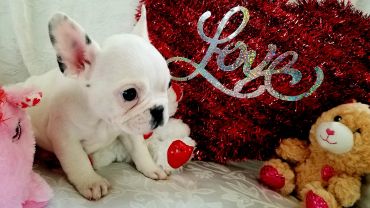 A white French bulldog puppy near a red heart-shaped pillow with 'Love' and two stuffed toys.