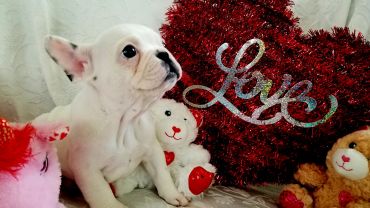 A white French Bulldog puppy posing with stuffed bears and a red heart decoration.