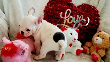 A white puppy with black spots surrounded by Valentine's Day plush toys and a heart decoration.