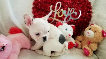 A white puppy surrounded by stuffed animals with a red heart background.