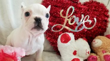 Cute white French Bulldog puppy with love-themed plush toys.