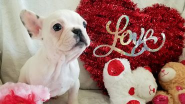 This is a female french bulldog puppy.
Rare white pied with blue markings with big blue eyes.
