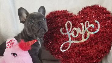 This is a male french bulldog puppy.
Rare Blue with blue eyes.